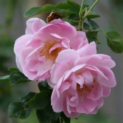 Rožė - Rosa TRIGINTIPETALA ®