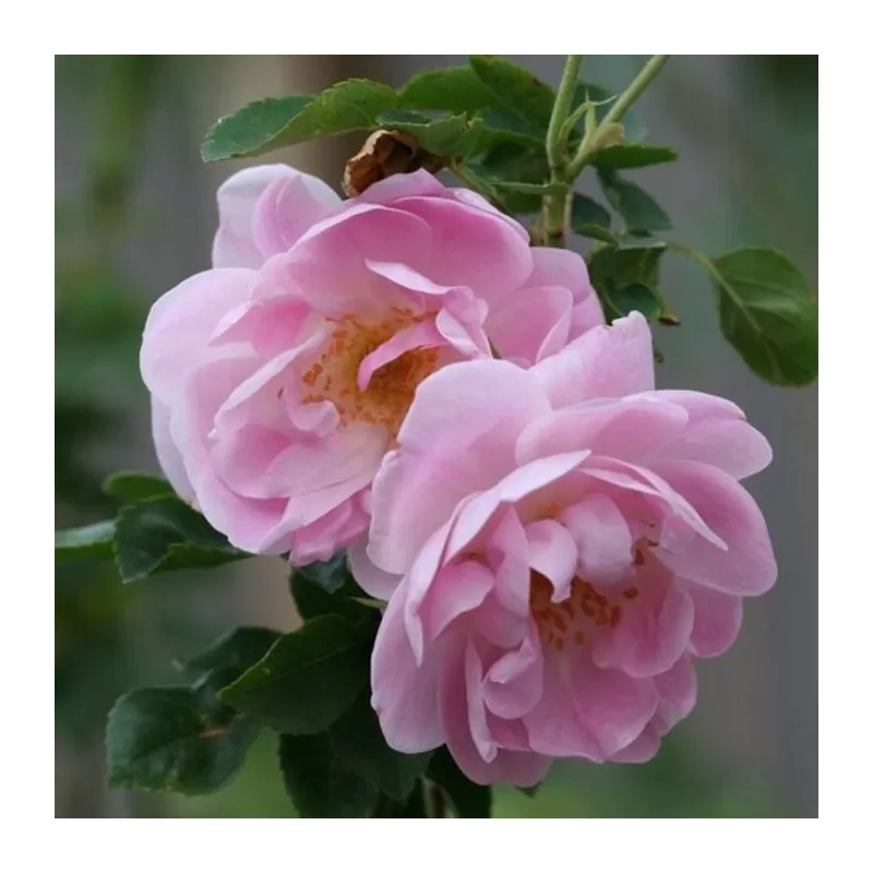 Rosa TRIGINTIPETALA