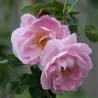 Rosa TRIGINTIPETALA