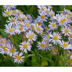 Astrai - Aster ageratoides ASRAN