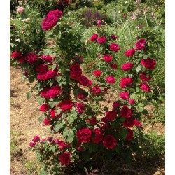 Rožių sodinukai internetu  -  Souvenir du Dr. Jamain