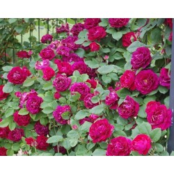 Rožių sodinukai internetu  -  Souvenir du Dr. Jamain