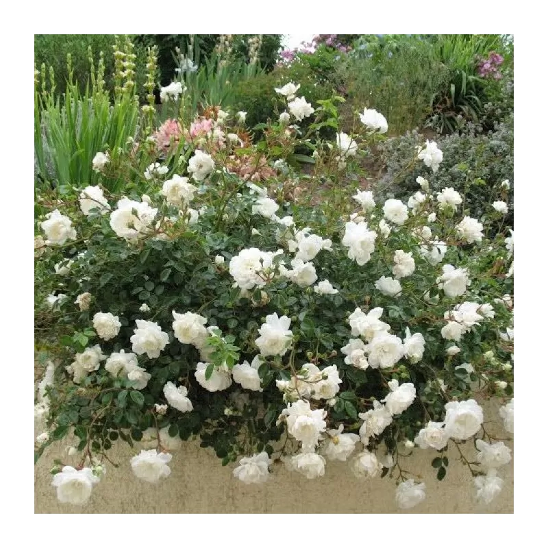 Plants with home delivery