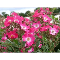 Rožių sodinukai internetu - Mozart