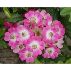 Rožių sodinukai internetu - Mozart