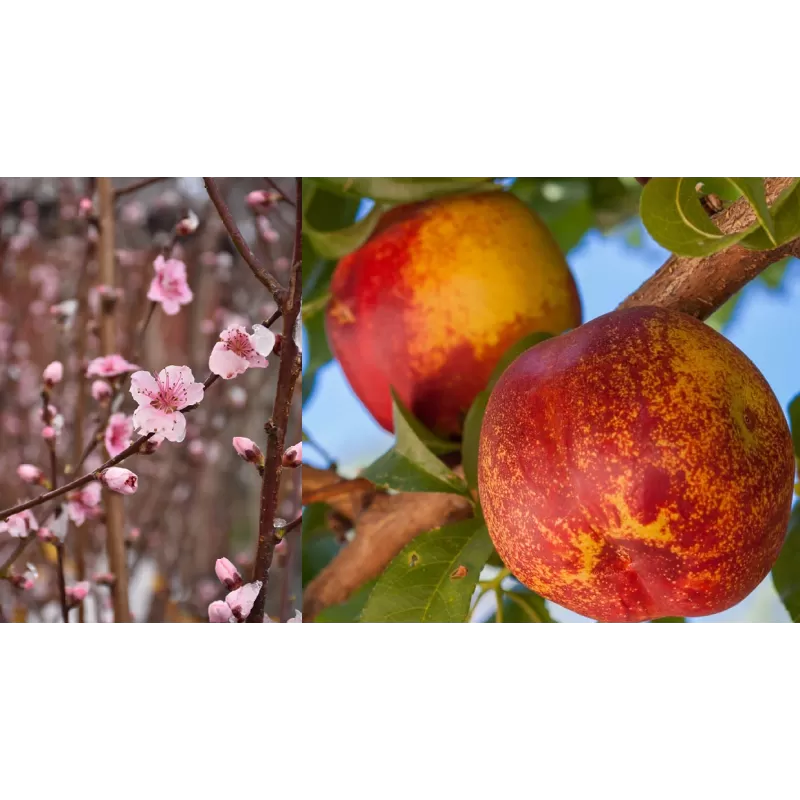 Nectarine -  Prunus persica nucipersica MERICREST