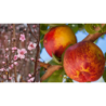 Nectarine -  Prunus persica nucipersica MERICREST