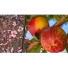 Nectarine -  Prunus persica nucipersica MERICREST