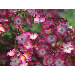 Rožė - Rosa MOZART