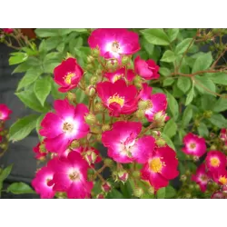 Rožė - Rosa MOZART