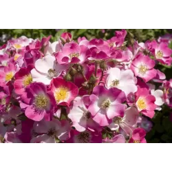 Rožių sodinukai internetu - Mozart