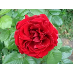 Rožė - Rosa ULMER MUNSTER ®
