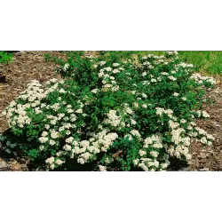 Spiraea nipponica WHITE CARPET - GELSPIR