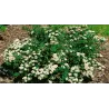 Spiraea nipponica WHITE CARPET - GELSPIR