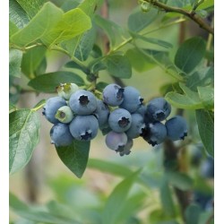 Highbush Blueberry - Vaccinium corymbosum BONIFACI/ BONIFACY