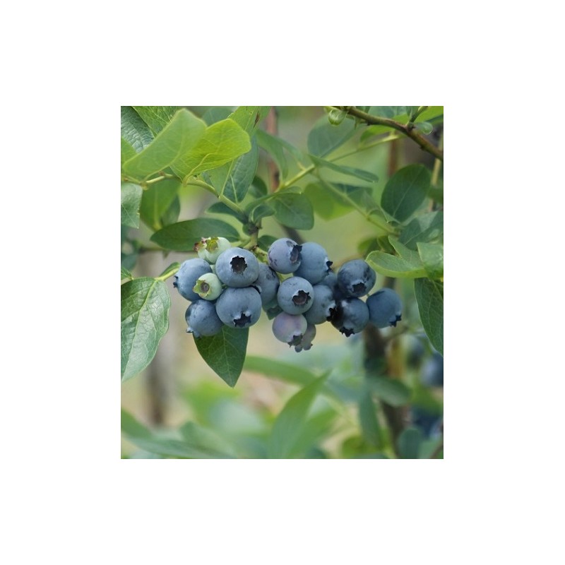 Highbush Blueberry - Vaccinium corymbosum BONIFACI/ BONIFACY