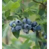 Highbush Blueberry - Vaccinium corymbosum BONIFACI/ BONIFACY