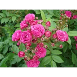 Rosa DINKY
