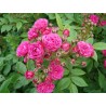 Rožė - Rosa DINKY ®
