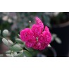 Rožė - Rosa DINKY ®