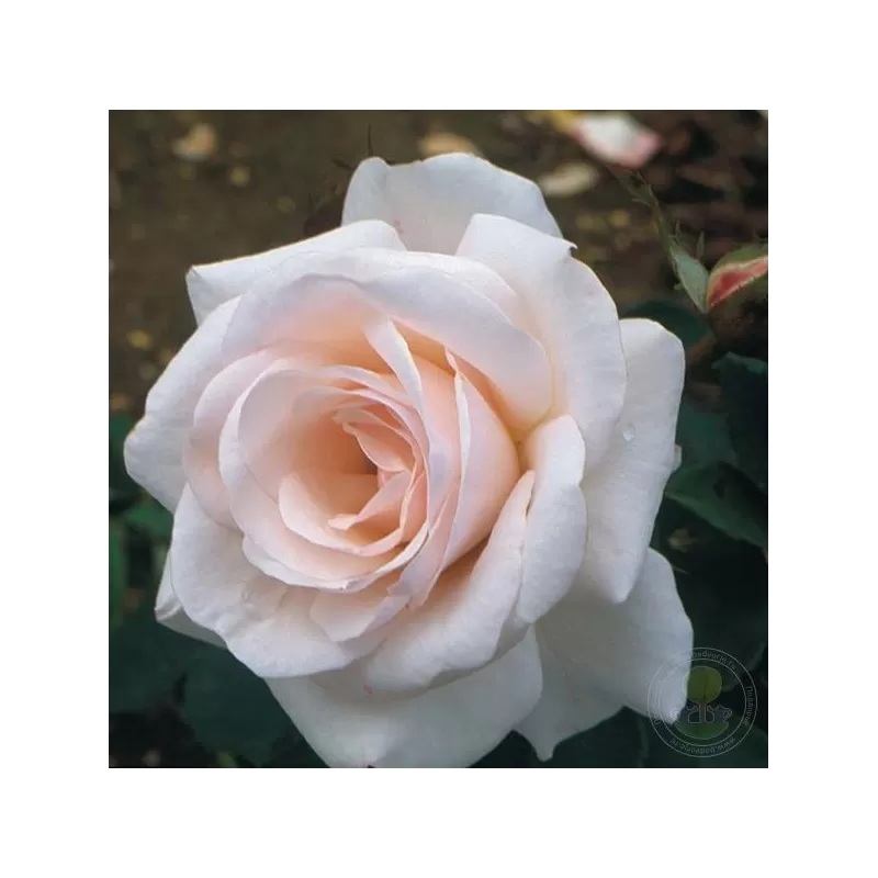 Rožių krūmai internetu su pristatymu į namus