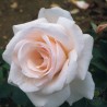 Rožė - Rosa BELMONTE