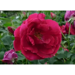 Rožė - Rosa CUTHBERT GRANT