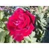 Rožė - Rosa CUTHBERT GRANT