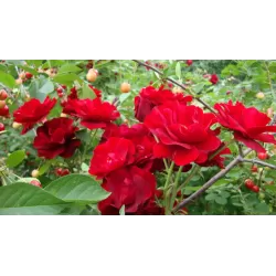 Rožė - Rosa CUTHBERT GRANT