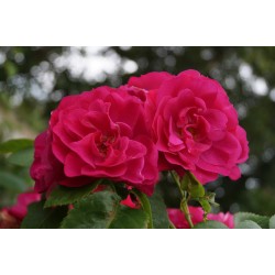 Rožė - Rosa CUTHBERT GRANT