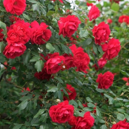 Rožė - Rosa CUTHBERT GRANT ® savašaknė vazone