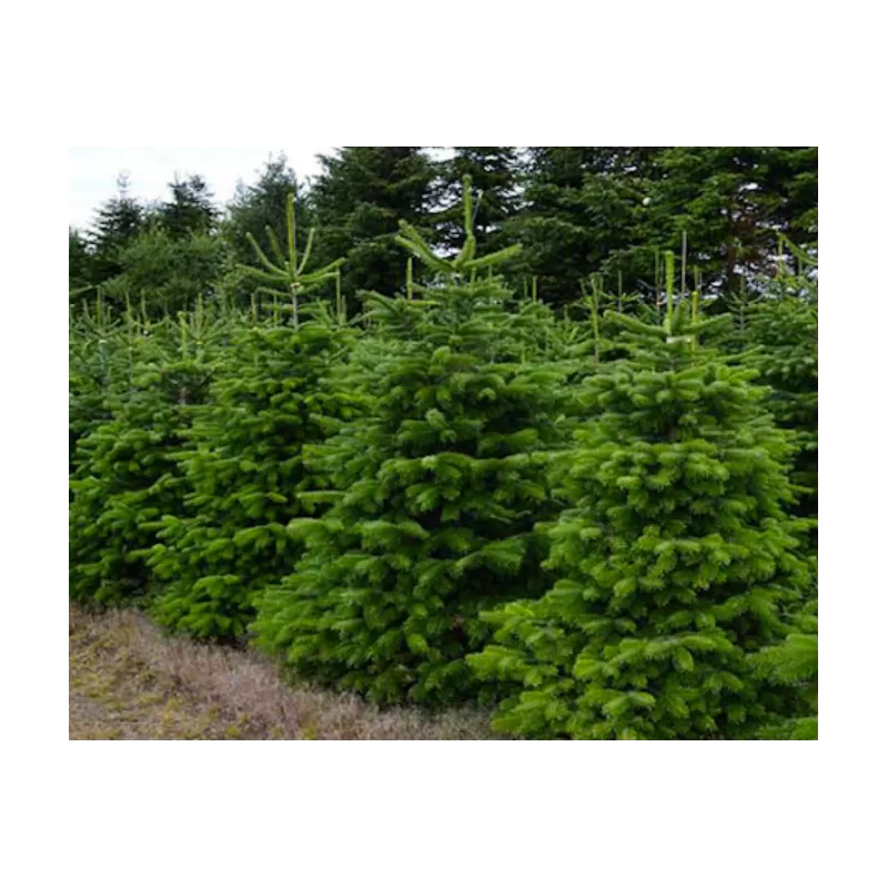 Abies nordmanniana HkG GUS Ambrolauri 4 YEARS C1.5