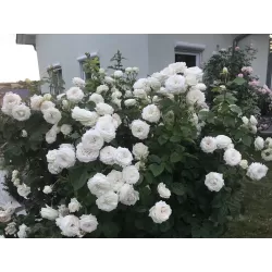 Rožė - Rosa MADAME ANISETTE ®