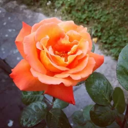 Rožė - Rosa LOUIS DE FUNES ®