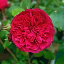 Rosa RED LEONARDO DA VINCI ®