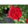 Rožė - Rosa RED LEONARDO DA VINCI ®