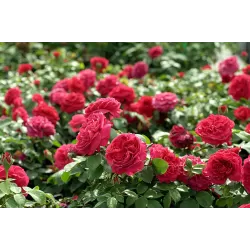 Rosa RED LEONARDO DA VINCI ®