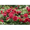 Rosa RED LEONARDO DA VINCI ®