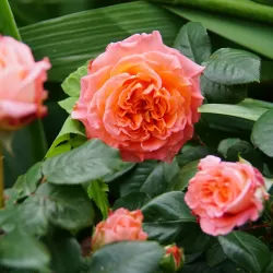 Rožė - Rosa NOTRE DAME DU ROSAIRE ®