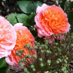 Užsisakyk augalus pavasariui jau dabar