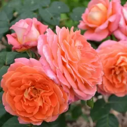 Rožė - Rosa NOTRE DAME DU ROSAIRE ®