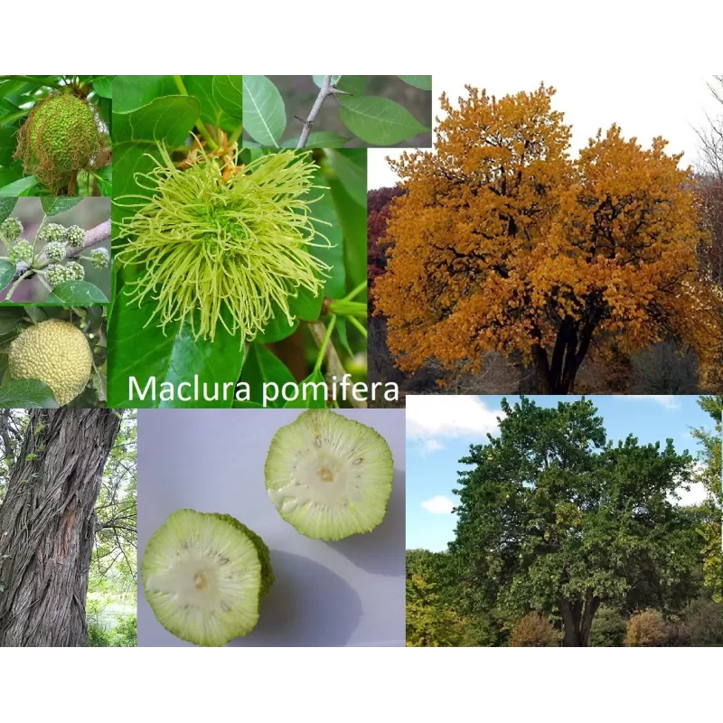 Osage Orange - Maclura pomifera