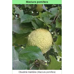 Osage Orange - Maclura pomifera