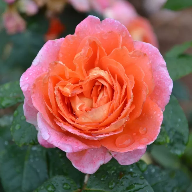 Rožė - Rosa NOTRE DAME DU ROSAIRE ®