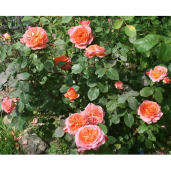 Rožė - Rosa NOTRE DAME DU ROSAIRE ®