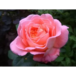 Rožė - Rosa NOTRE DAME DU ROSAIRE ®