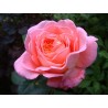 Rožė - Rosa NOTRE DAME DU ROSAIRE ®
