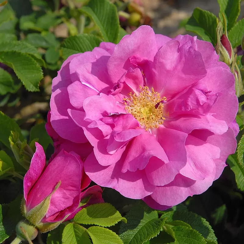 Rosa DAVID THOMPSON