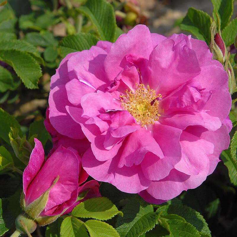 Rožė - Rosa DAVID THOMPSON