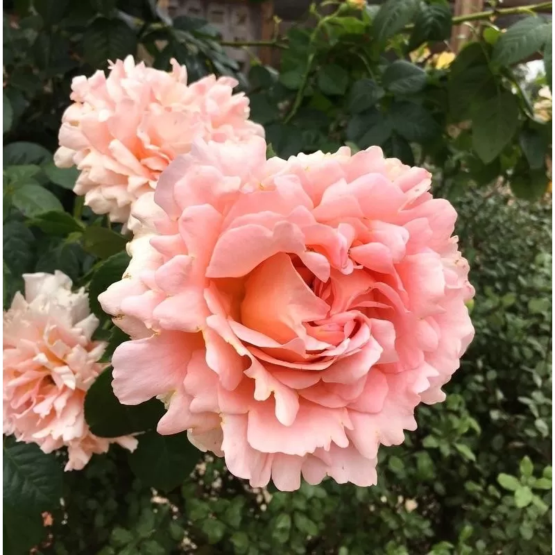 Rosa POLKA®